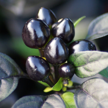 Black Pearl Pepper Seeds - The Pepper Pantry (Formerly Marie Sharp's)